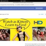 Americankitten.com Password And Account Americankitten.com Password And Account